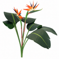 Árvore Strelitzia – Ref. 15026