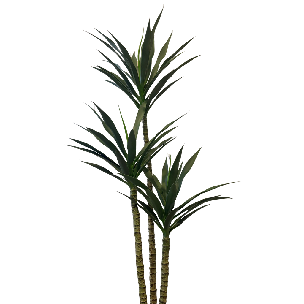 Planta Agave com Caule verde