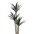 Planta Agave com Caule verde