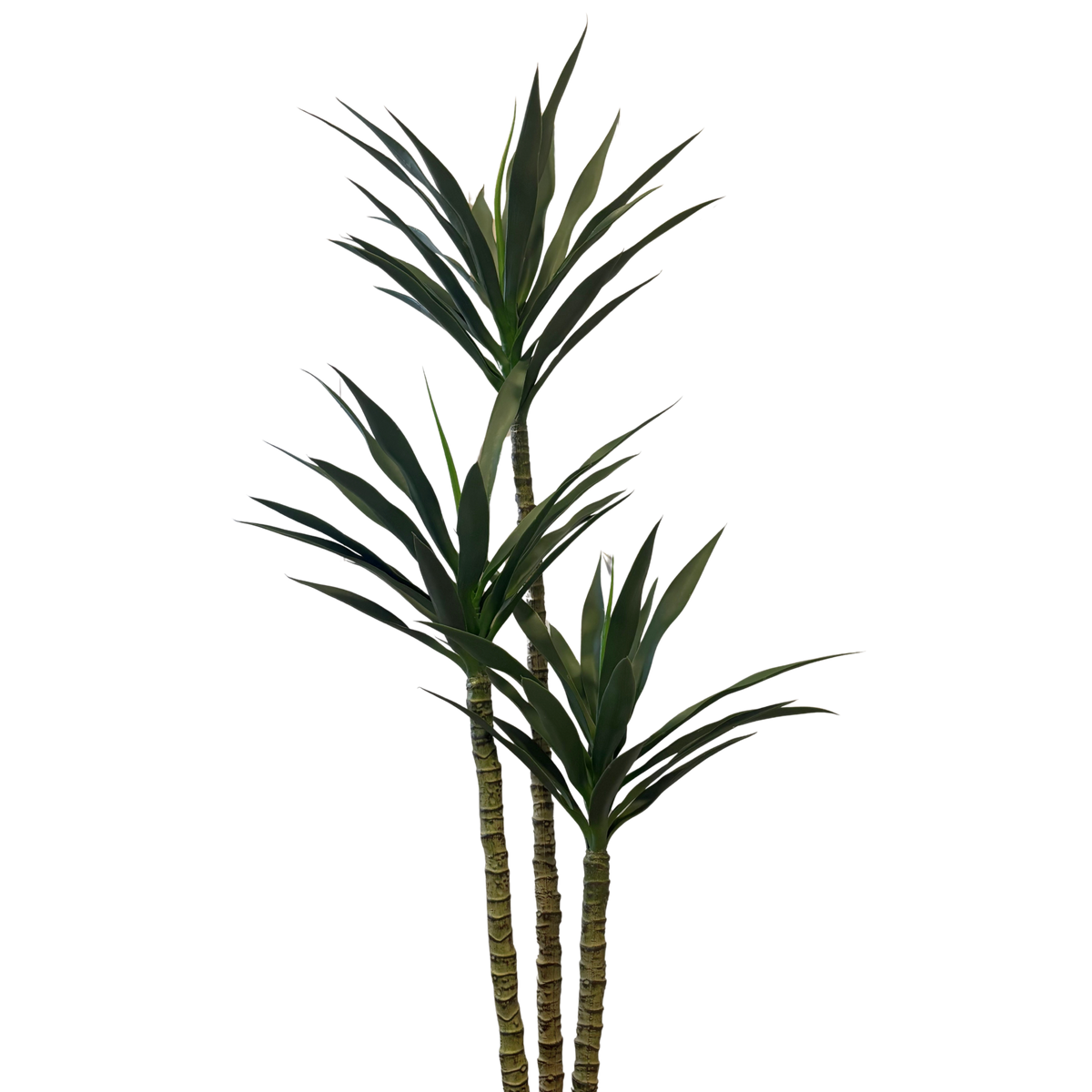 Planta Agave com Caule verde