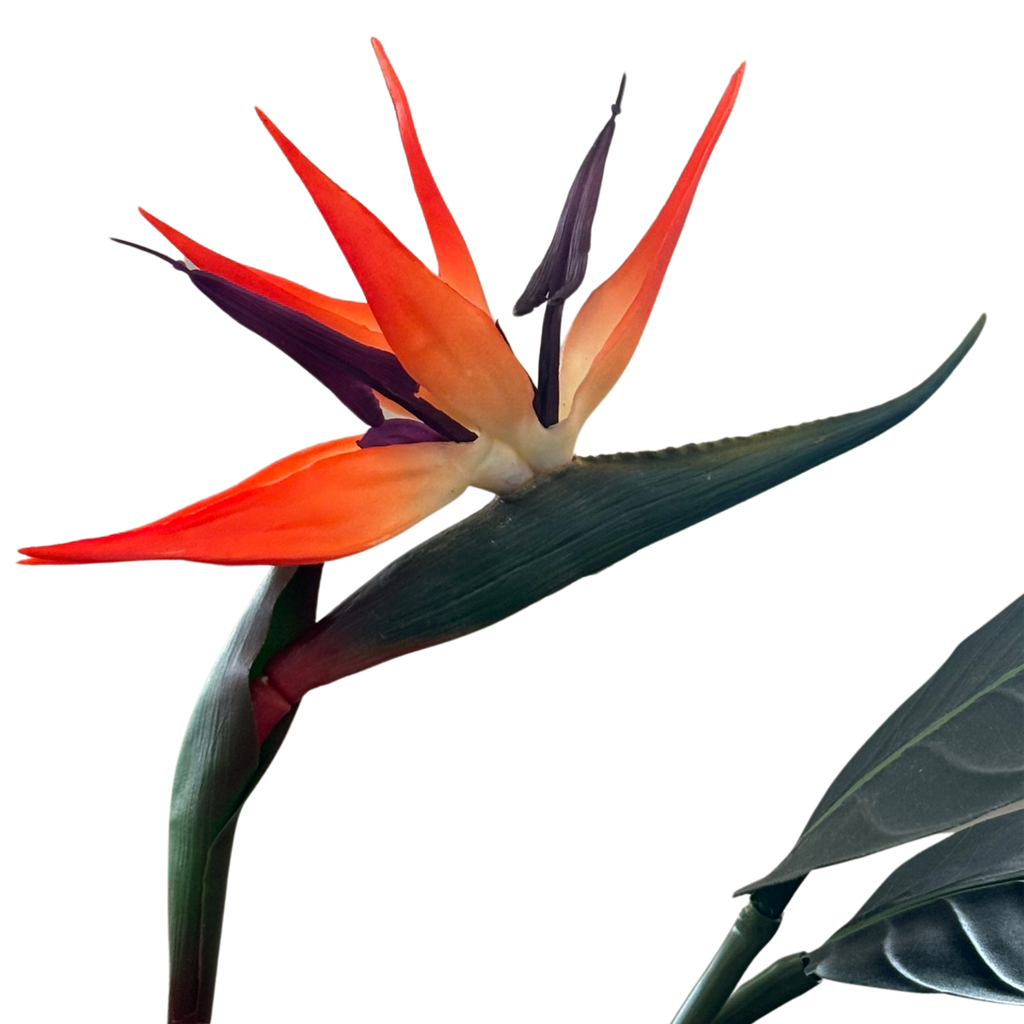 Árvore Strelitzia – Ref. 15026