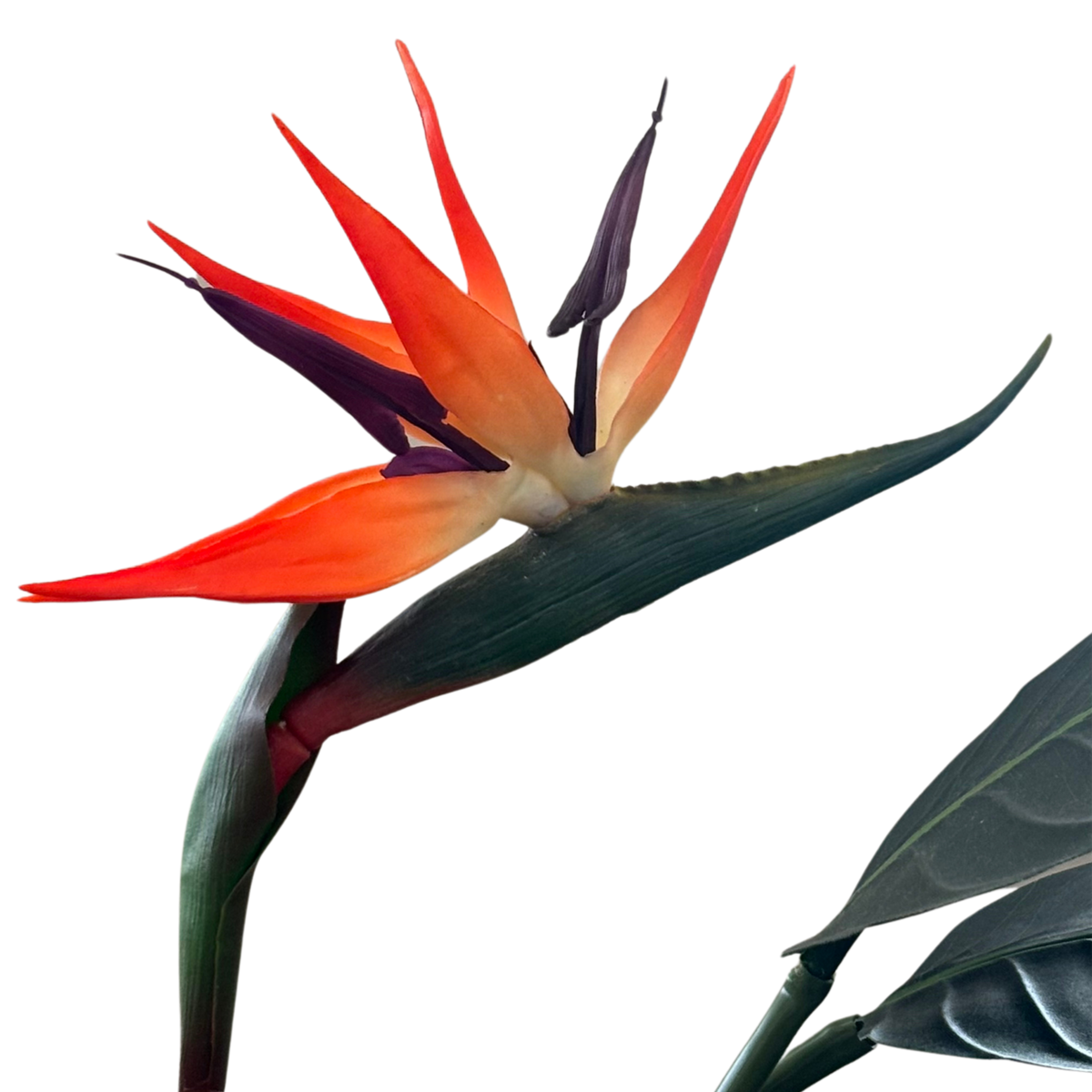 Árvore Strelitzia – Ref. 15026