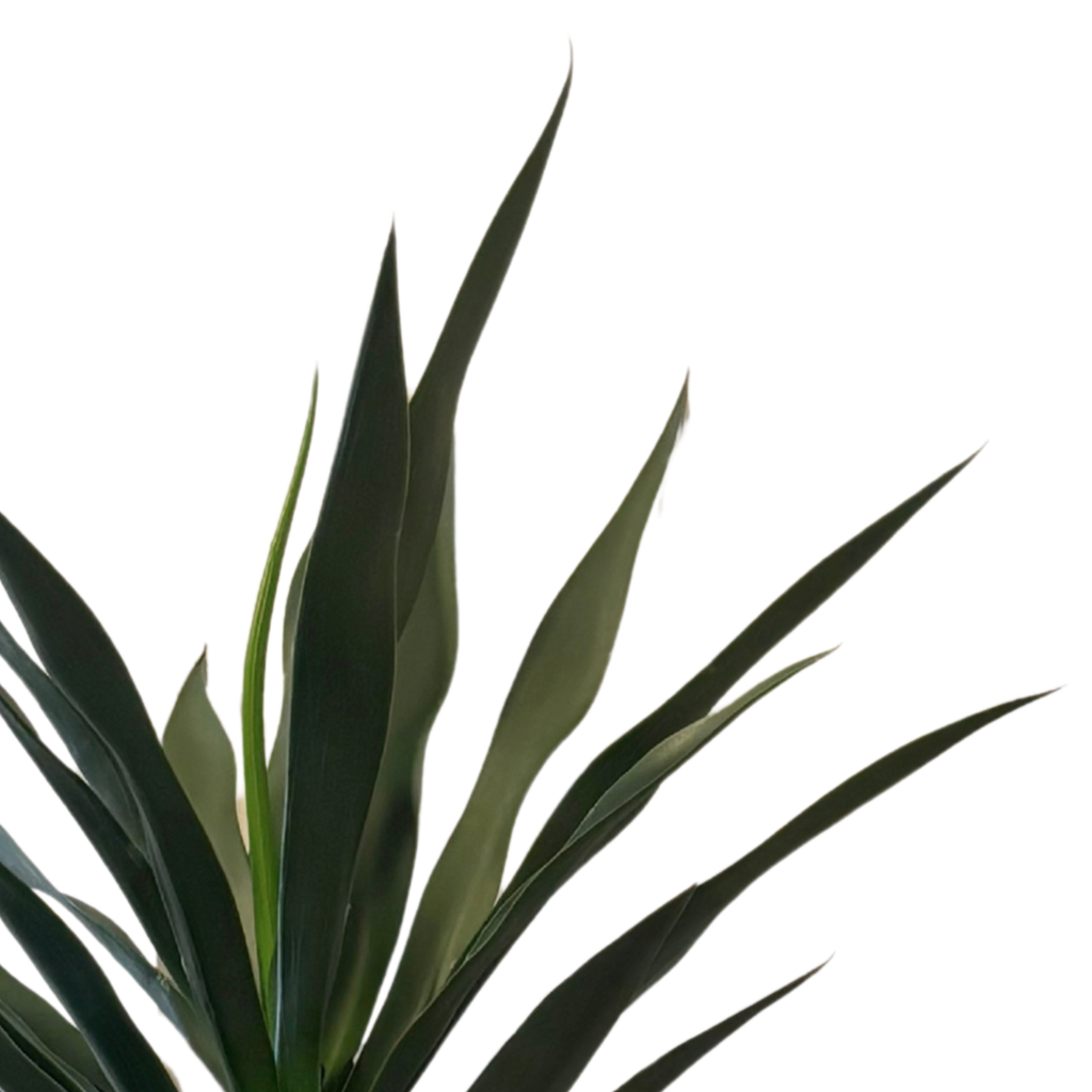 Planta Agave com Caule verde