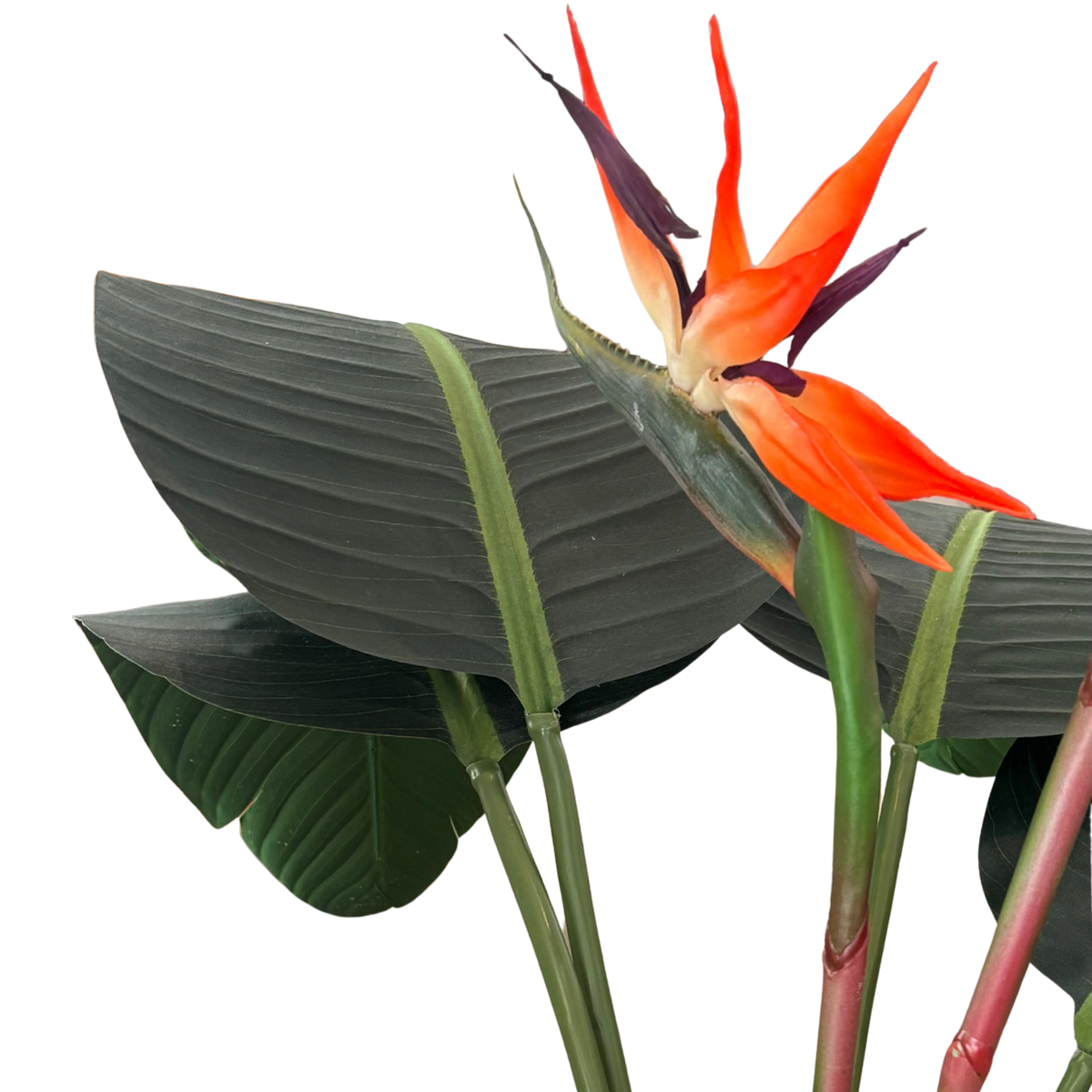 Árvore Strelitzia – Ref. 15026