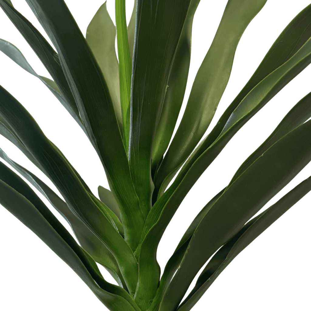Planta Agave com Caule verde
