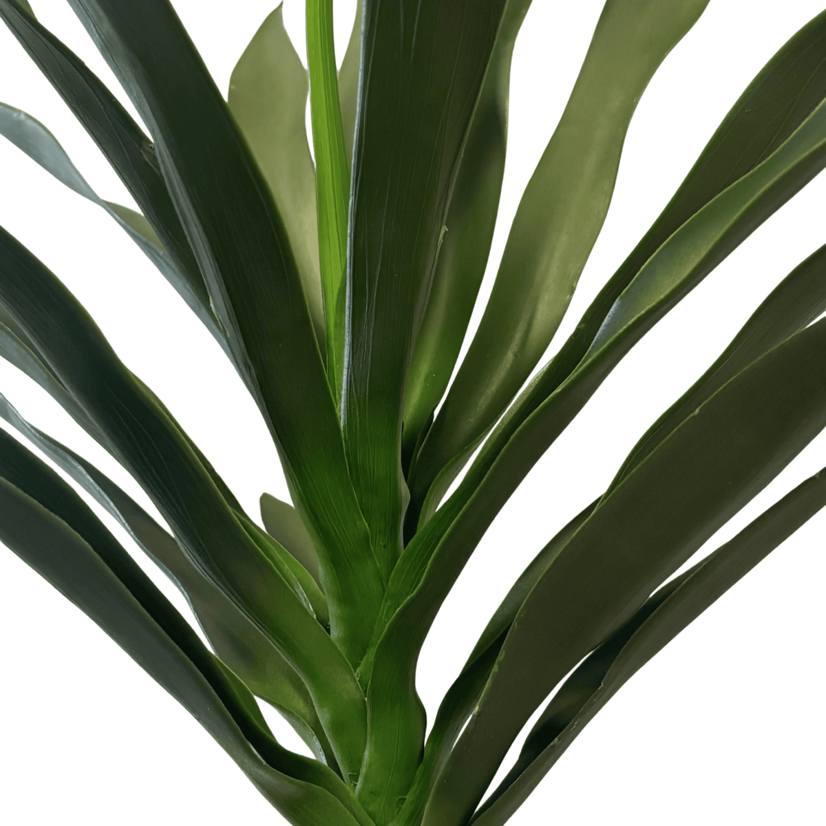 Planta Agave com Caule verde