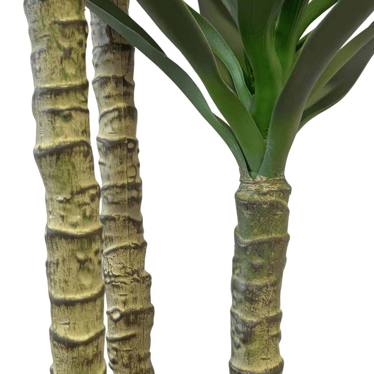 Planta Agave com Caule verde